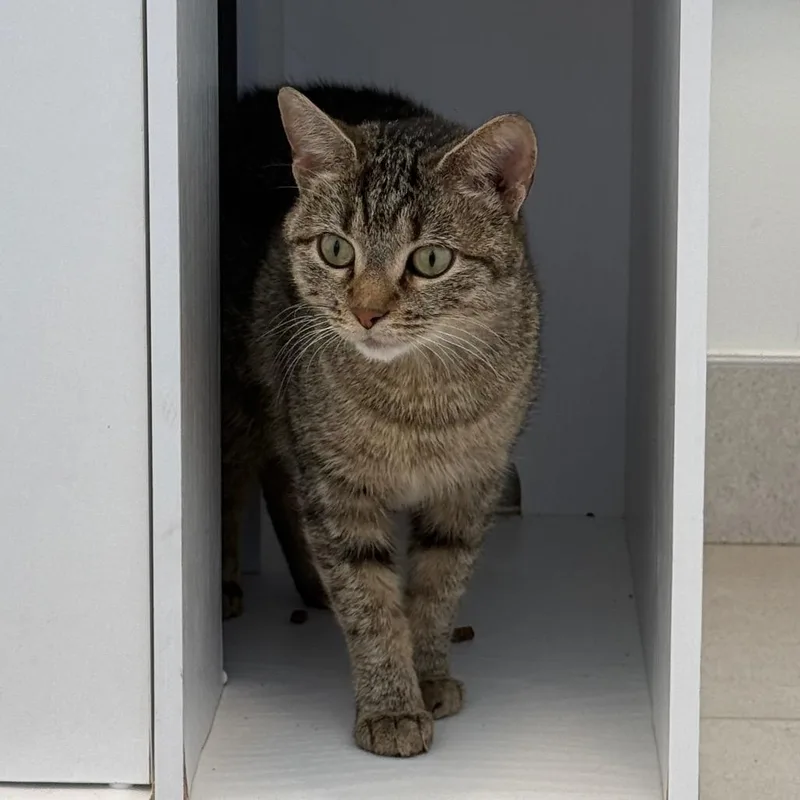 A baby medium-sized female Tabby (Brown / Chocolate) Domestic Short Hair cat named Rosalind for adoption in Evanston, IL