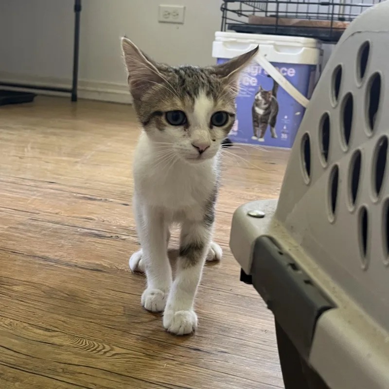 A baby small-sized male Buff & White Domestic Short Hair cat named Clive for adoption in Hammond, LA