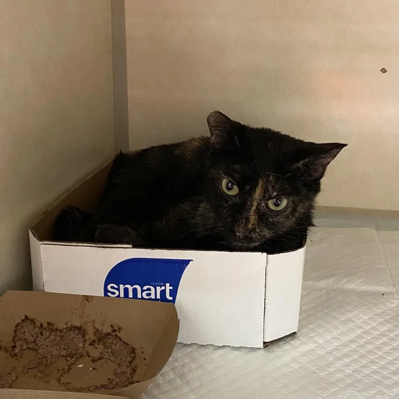 An adult small-sized female Tortoiseshell Domestic Short Hair cat named Wagsstray for adoption in Westminster, CA