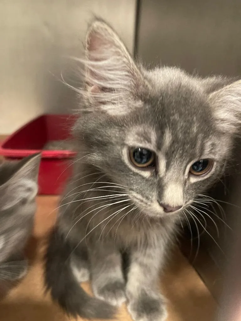 A baby small-sized female Domestic Long Hair cat named Ace for adoption in Cartersville , GA