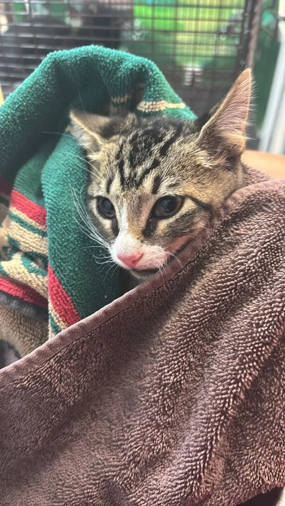 A baby small-sized male Domestic Short Hair cat named Ruger for adoption in New Braunfels, TX