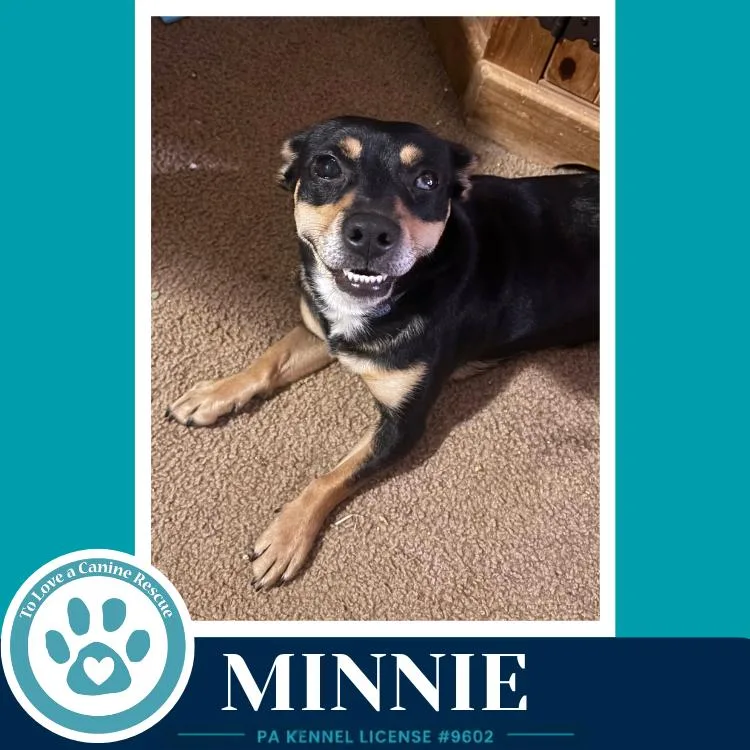 A young small-sized female Brown / Chocolate Chihuahua dog named Minnie for adoption in Kimberton, PA