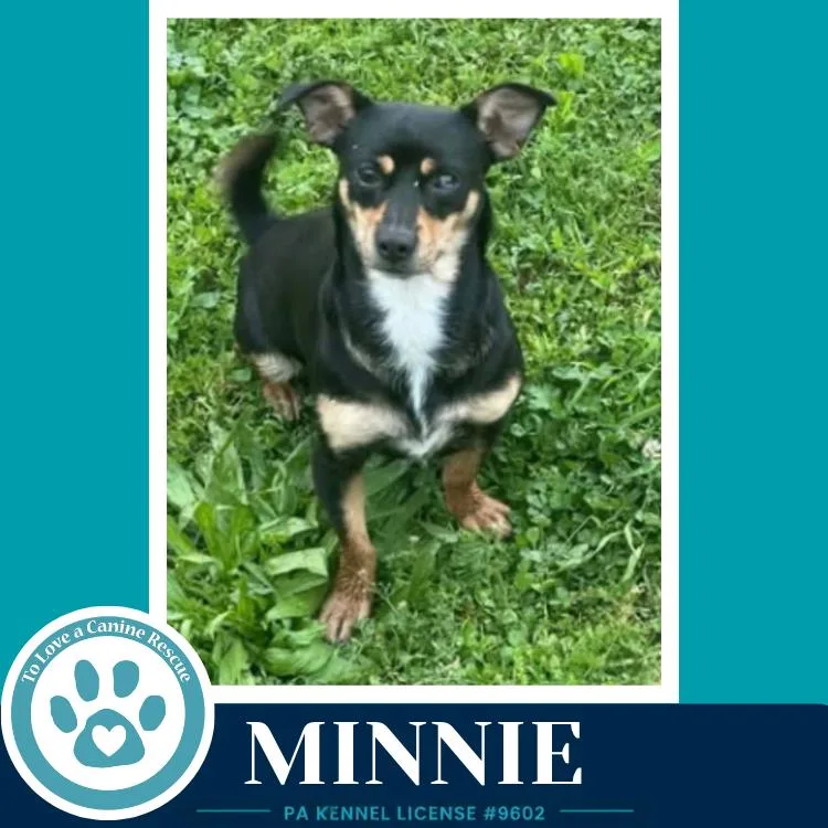 Minnie thumbnail 3