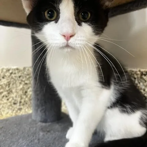 A baby small-sized male Black & White / Tuxedo Domestic Short Hair cat named Jerebear for adoption in Ashland, OH
