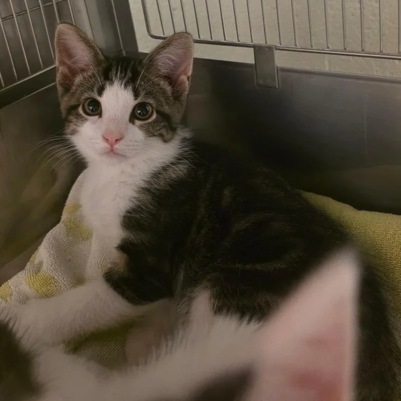A baby small-sized male Brown / Chocolate Domestic Short Hair cat named Cogsworth for adoption in Bristol, IN