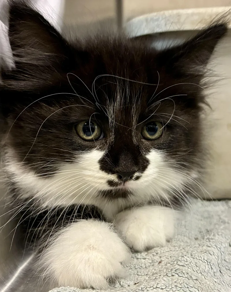 A baby medium-sized female Black & White / Tuxedo Domestic Long Hair cat named Cattarina for adoption in Sandusky, MI