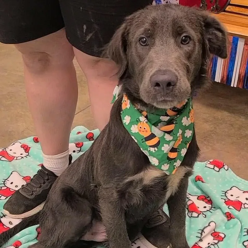 A young medium-sized male Gray / Blue / Silver Weimaraner dog named Frosty for adoption in Woolwich, ME
