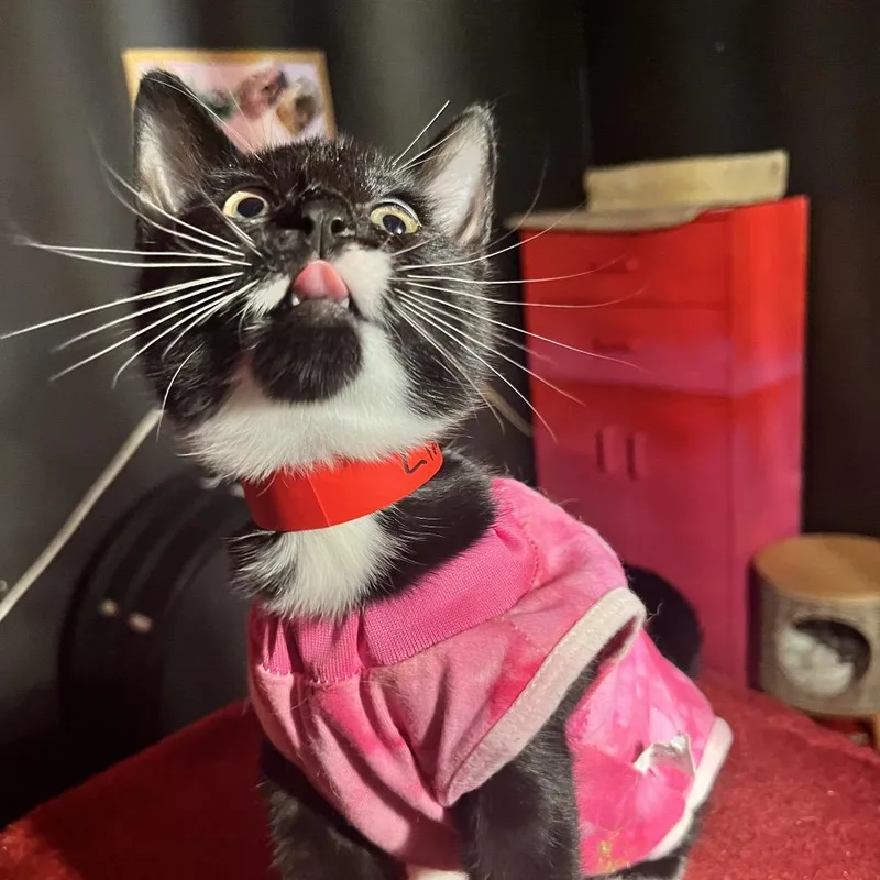 A baby small-sized female Black Domestic Short Hair cat named Lima Bean for adoption in Hamburg, NY