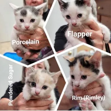 Powder Sugar thumbnail 2