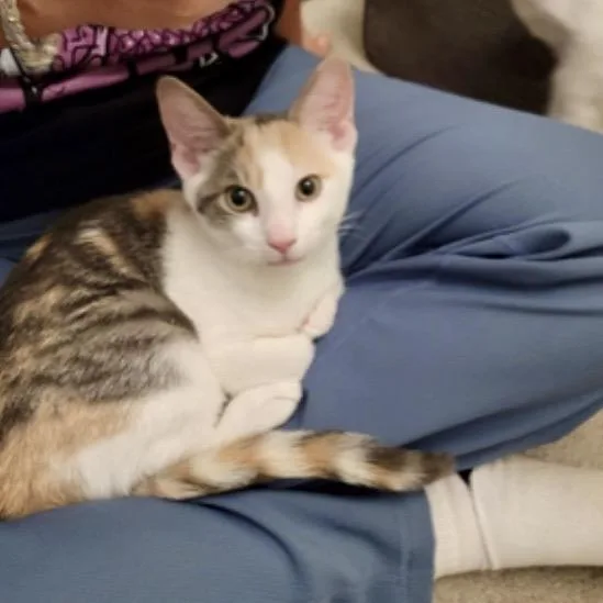 Powder Sugar thumbnail 3