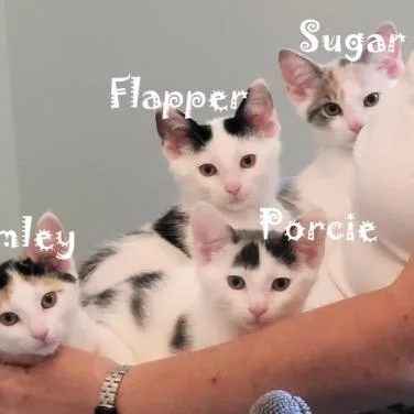 Powder Sugar thumbnail 4