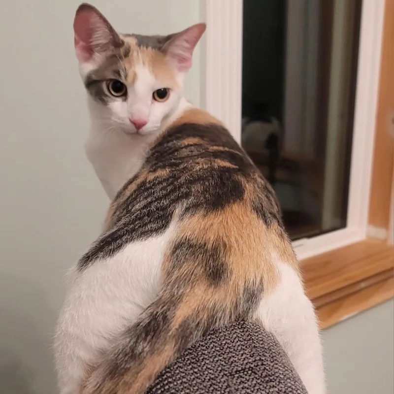 Powder Sugar thumbnail 5