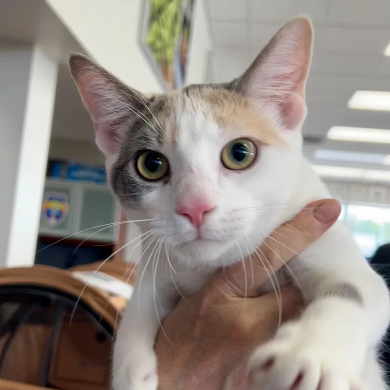 Powder Sugar thumbnail 6