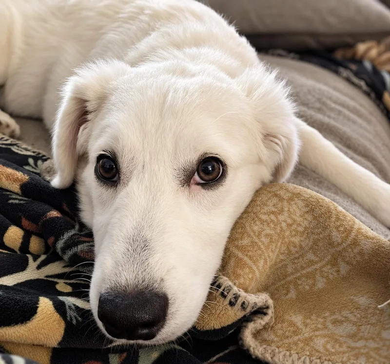 A baby large-sized female Apricot / Beige Great Pyrenees dog named Blanche. I am deaf. for adoption in Columbia, MD