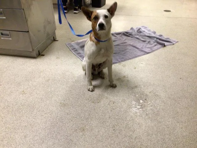 A young medium-sized male Australian Cattle Dog / Blue Heeler dog named Tim for adoption in Riverside, CA