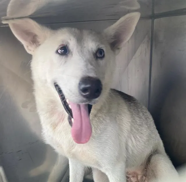 A young medium-sized female Husky dog named Bonnie for adoption in Dallas, TX