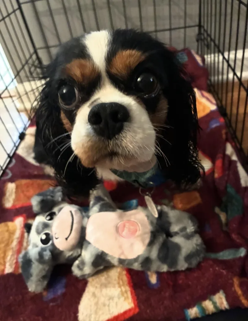 An adult small-sized female Tricolor (Brown, Black, & White) Cavalier King Charles Spaniel dog named Phoebe for adoption in Akron, NY