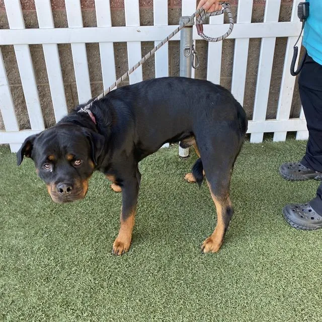An adult extra large-sized male Rottweiler dog named Tito for adoption in Modesto, CA