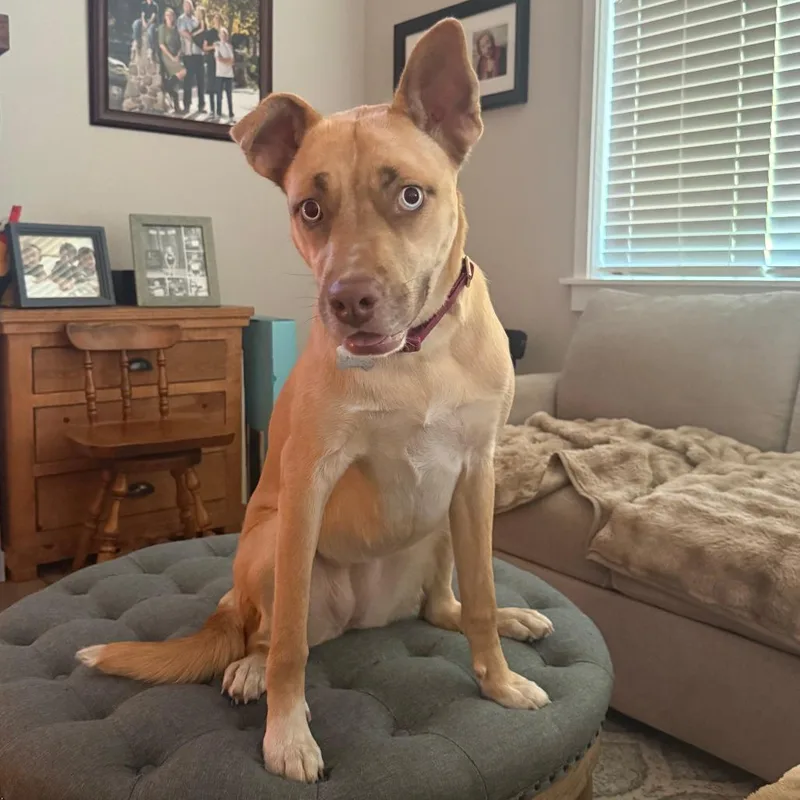 A young large-sized female Pit Bull Terrier dog named Laney for adoption in Tacoma, WA