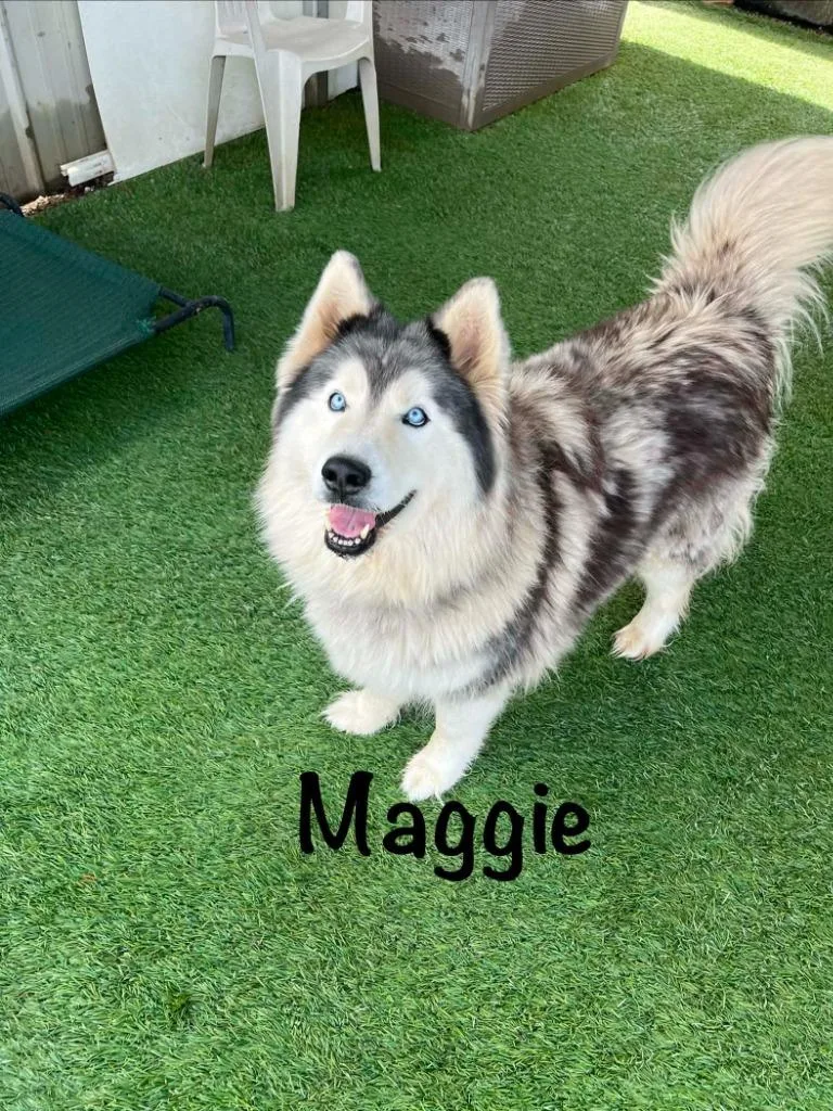 A young large-sized female Husky dog named Maggie for adoption in Newman, CA
