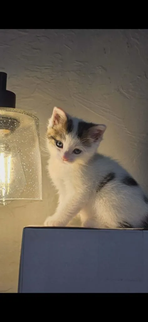 A baby small-sized female Domestic Short Hair cat named Spencer for adoption in Ada, OK