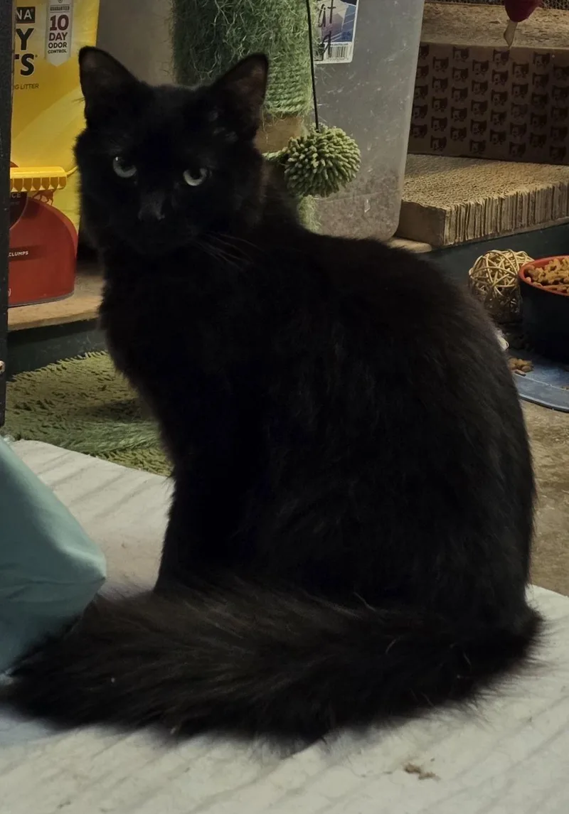 An adult large-sized male Domestic Long Hair cat named Truffle for adoption in Hermitage, PA