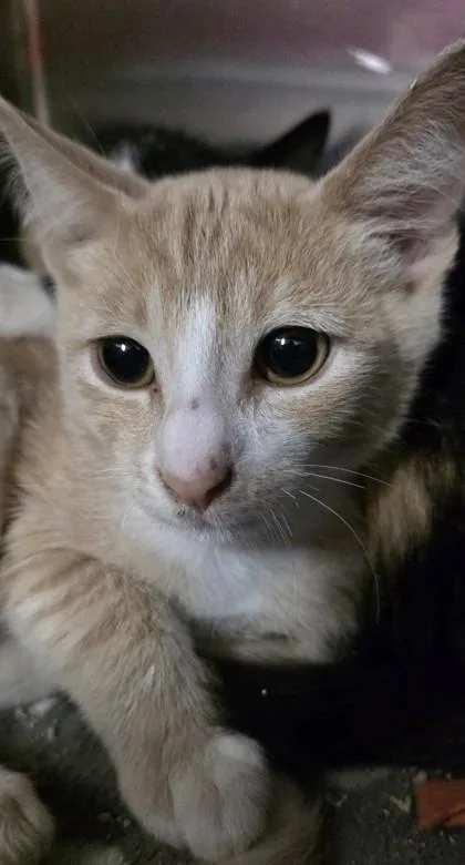 A young small-sized male Domestic Short Hair cat named Bartok for adoption in Phoenix, AZ