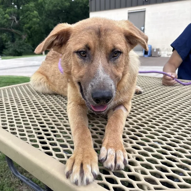 An adult medium-sized male Australian Cattle Dog / Blue Heeler dog named Leeland for adoption in Stillwater, OK