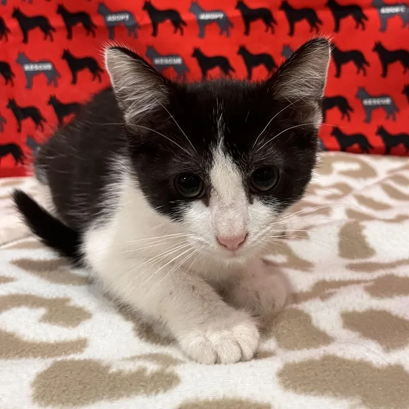 A baby small-sized male Black Domestic Short Hair cat named John Bee for adoption in Washburn, MO
