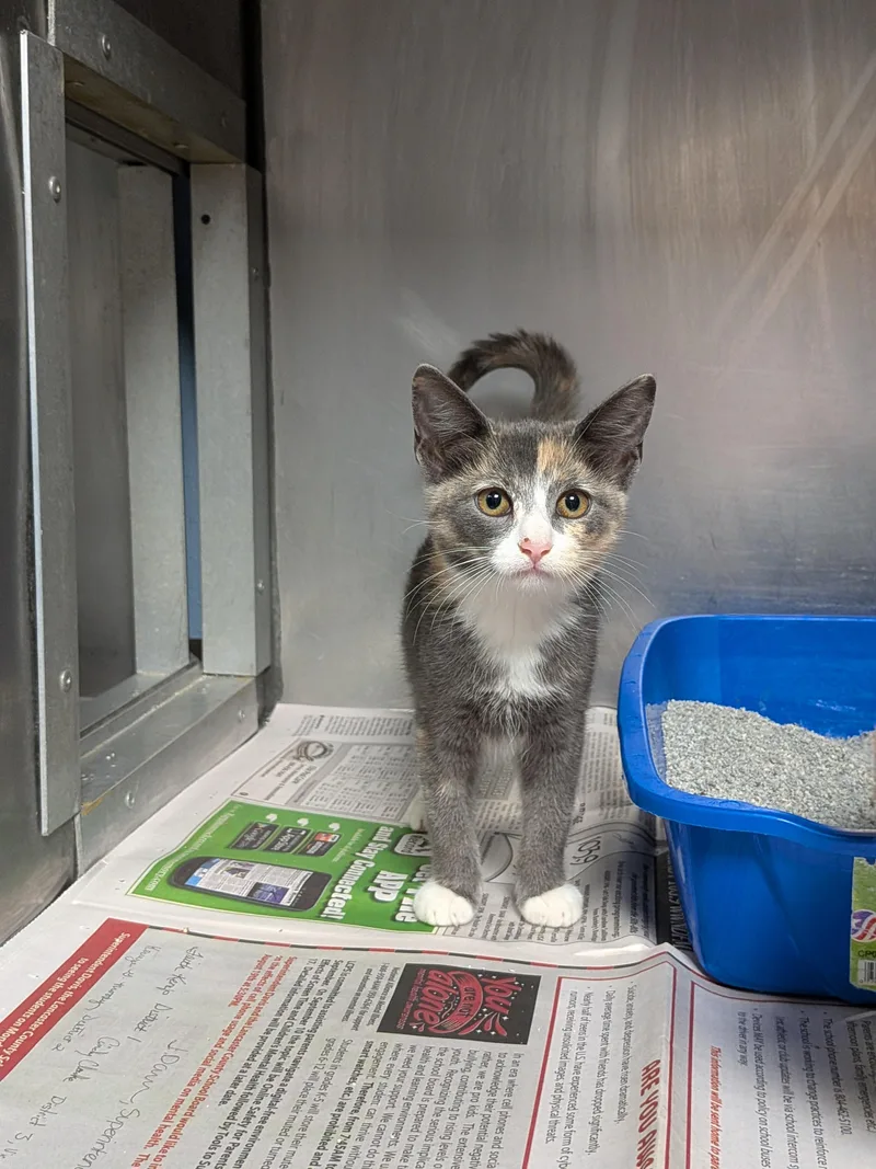 A baby medium-sized female Dilute Calico Domestic Short Hair cat named Equinox for adoption in Heathsville, VA