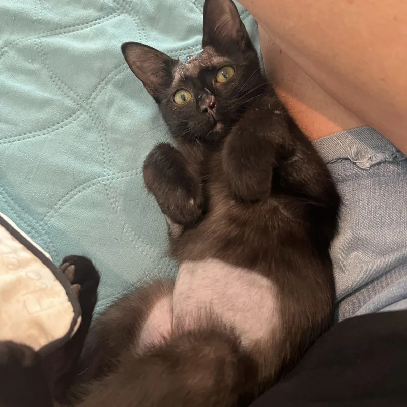 A baby medium-sized female Black Domestic Medium Hair cat named Olive for adoption in Wolfe City, TX