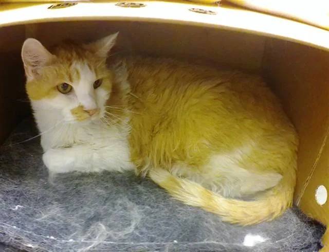 A senior large-sized male Domestic Short Hair cat named Chance for adoption in Omaha, NE