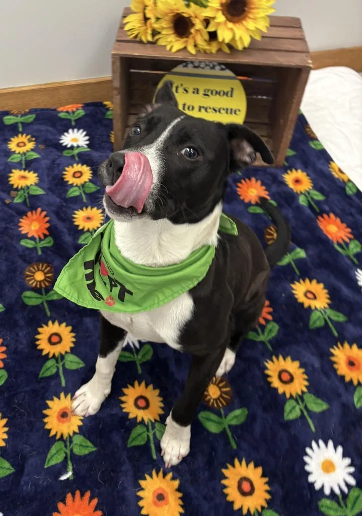 A baby medium-sized male Mixed Breed dog named Kenari for adoption in Detroit, MI