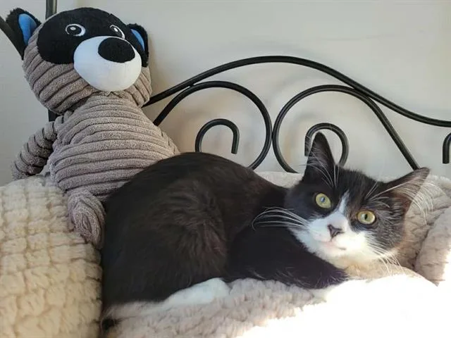 A baby small-sized female Domestic Short Hair cat named Figaro for adoption in Santa Clara, CA