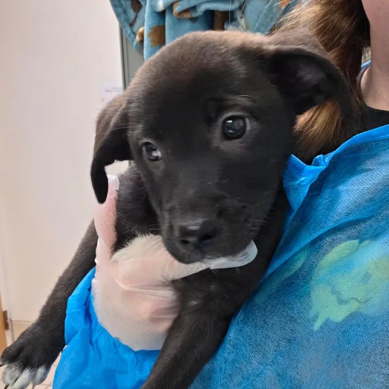 A baby small-sized female Black Mixed Breed dog named Parel for adoption in Charleston, WV