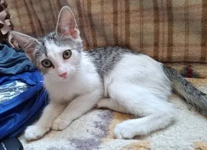 A baby medium-sized female Tabby (Brown / Chocolate) Domestic Short Hair cat named Shelby for adoption in Phoenix, AZ