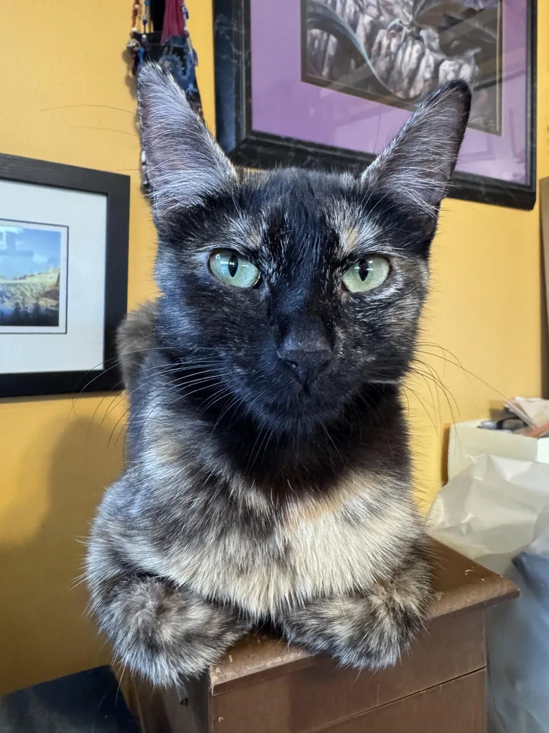 An adult medium-sized female Domestic Short Hair cat named Luvbug for adoption in Trenton, NJ
