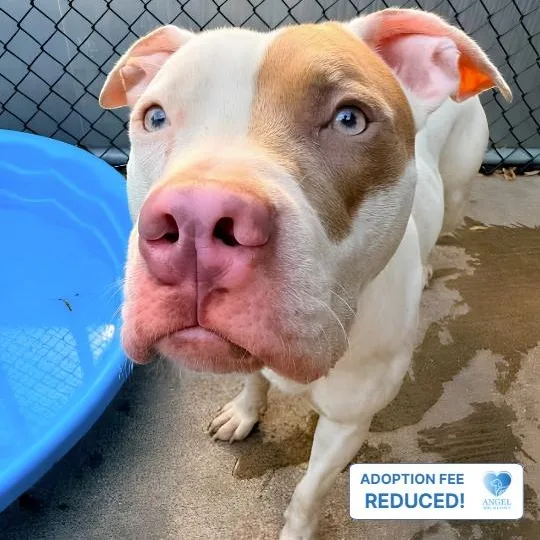 An adult medium-sized female Bicolor Pit Bull Terrier dog named Solara for adoption in Naperville, IL