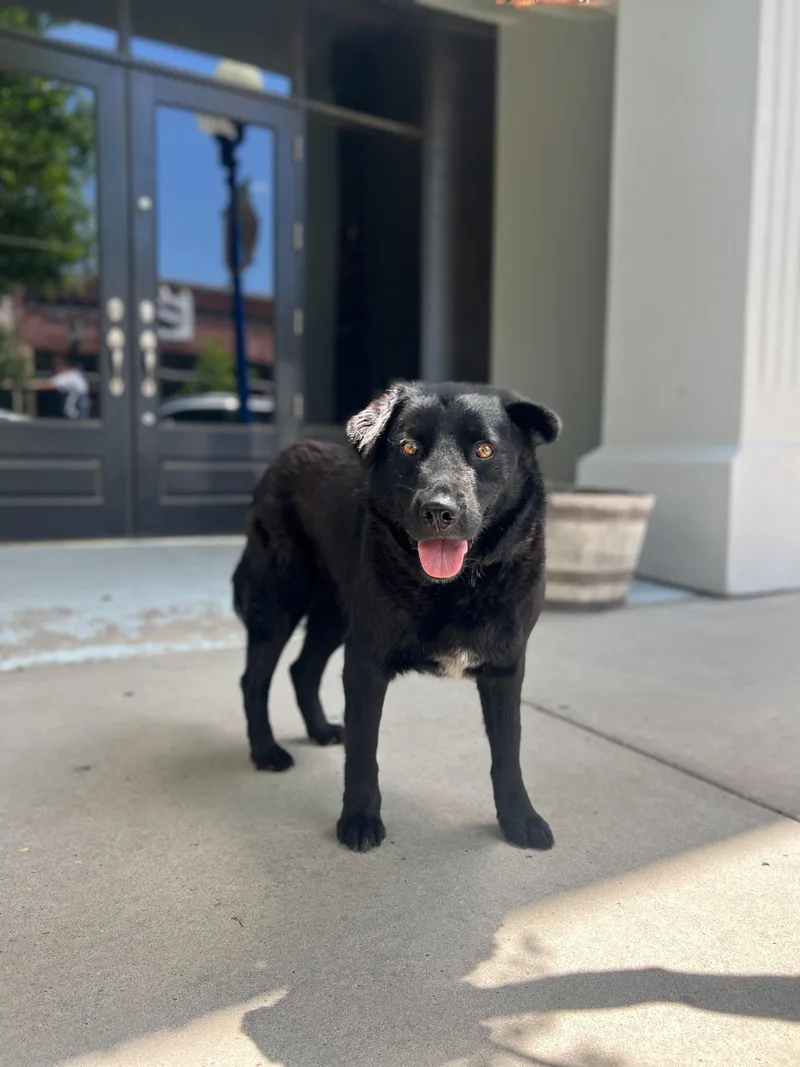 An adult medium-sized male Border Collie dog named Max for adoption in Canyon, TX