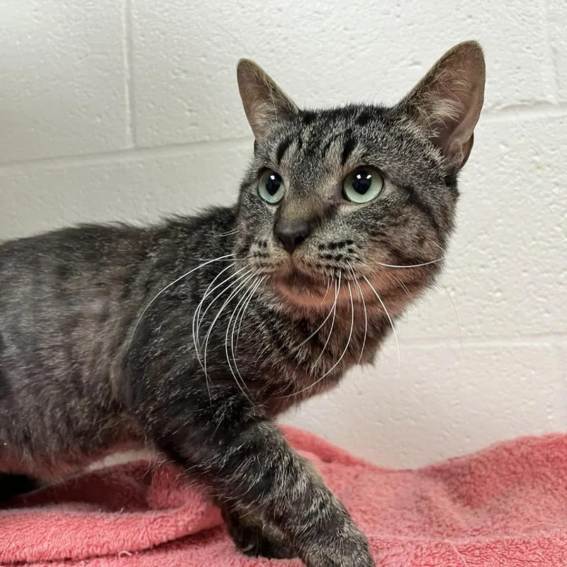 An adult large-sized male Brown / Chocolate Domestic Short Hair cat named Thicket for adoption in Verona, VA