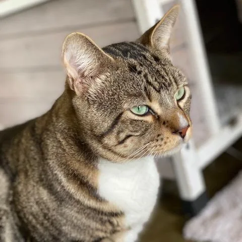 An adult extra large-sized male Brown / Chocolate Domestic Short Hair cat named Ham for adoption in Fredericksburg, TX