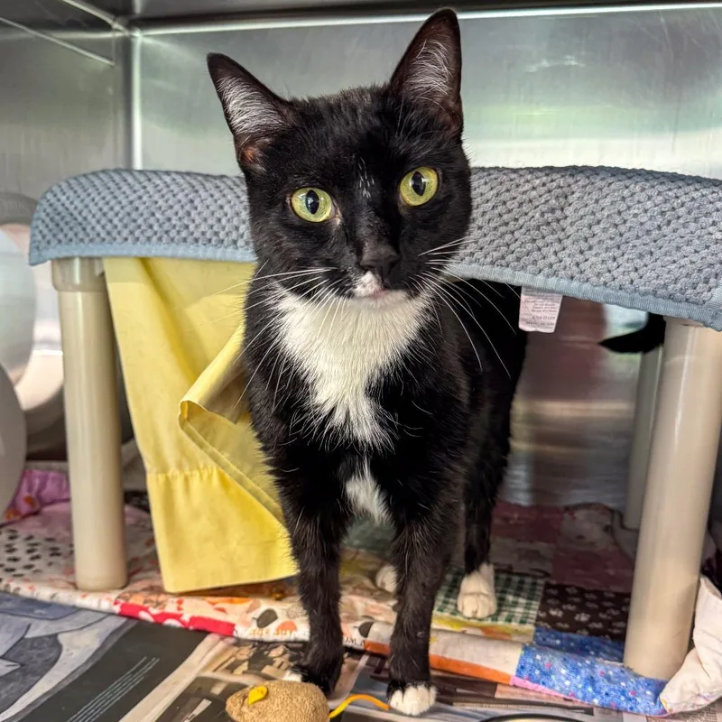 An adult medium-sized female Black Domestic Short Hair cat named Maple for adoption in Kennebunk, ME