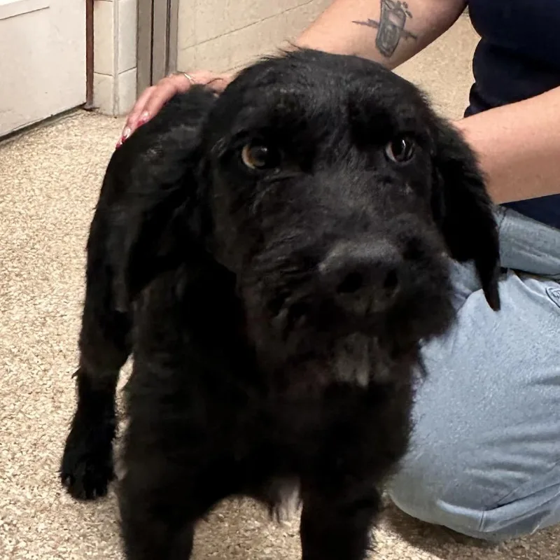 A baby large-sized male Setter dog named Beau for adoption in Reno, NV
