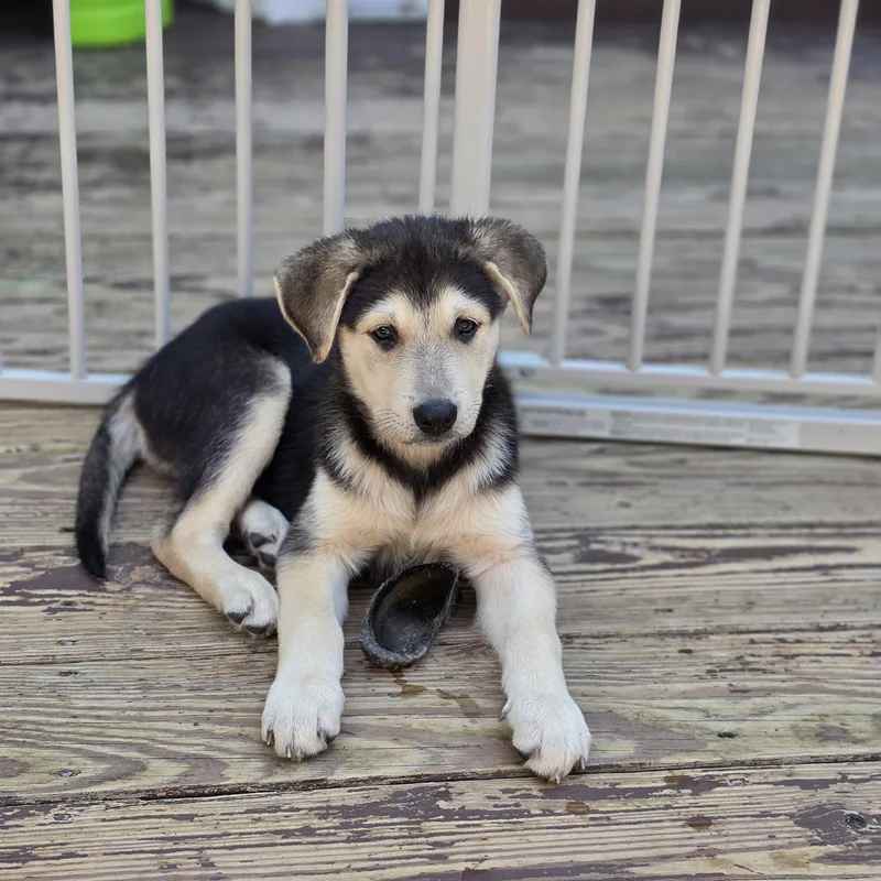 A baby large-sized female Yellow / Tan / Blond / Fawn German Shepherd Dog dog named Abby for adoption in Blairstown, NJ