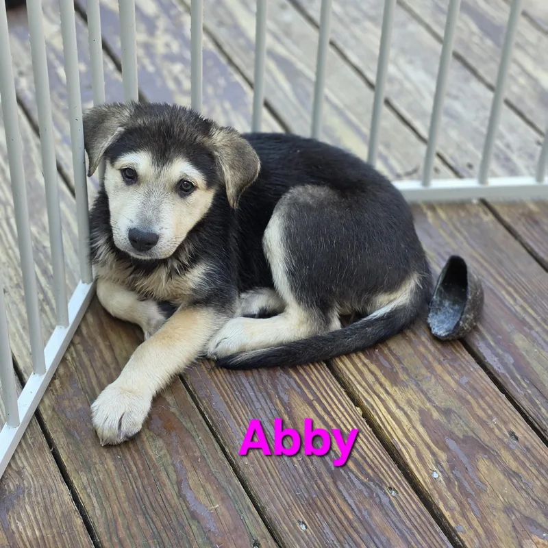 Abby thumbnail 3