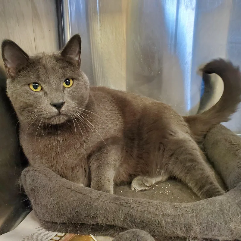 An adult large-sized male Gray / Blue / Silver Domestic Short Hair cat named Midnight for adoption in Jersey city, NJ