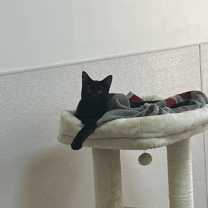 Paramore thumbnail 2