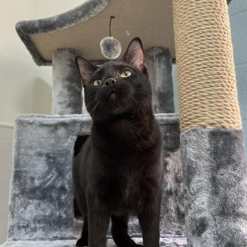 Paramore thumbnail 3