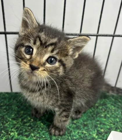 A baby small-sized male Domestic Short Hair cat named Tater for adoption in West Memphis, AR
