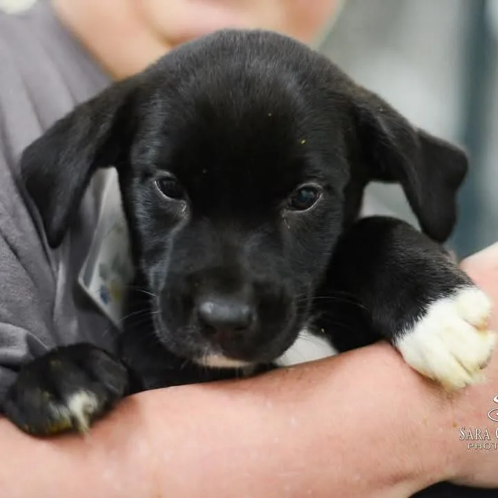A baby small-sized female Black Mixed Breed dog named Marlie for adoption in Grand Rapids, MI